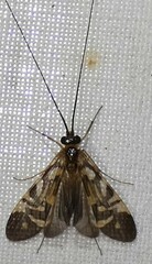 Macrostemum carolina