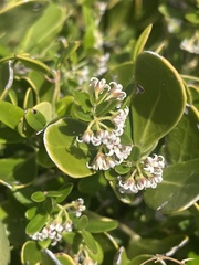Astephanus triflorus