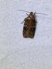 Agonopterix lythrella