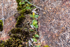 Eriochilus scaber scaber