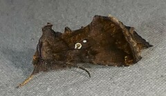 Argyrogramma verruca