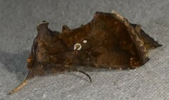 Argyrogramma verruca
