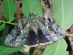 Catocala agrippina