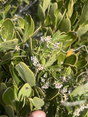 Astephanus triflorus