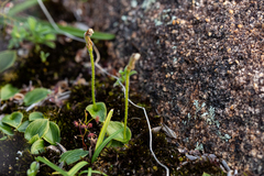 Eriochilus scaber scaber