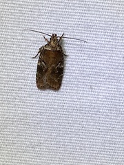 Agonopterix lythrella