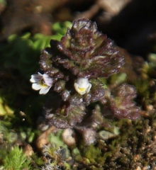 Euphrasia frigida
