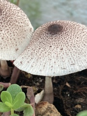 Leucocoprinus ianthinus