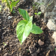 Curcuma