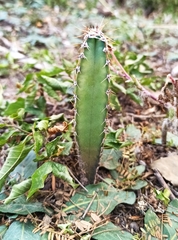 Cereus stenogonus