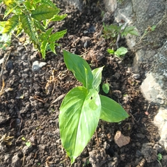 Curcuma