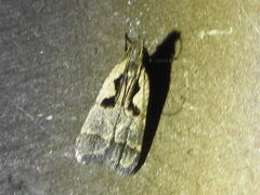 Dichomeris setosella