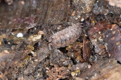 Porcellio scaber