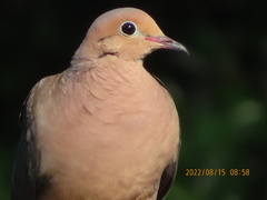 Zenaida macroura image