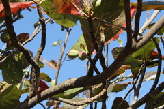 Terminalia catappa