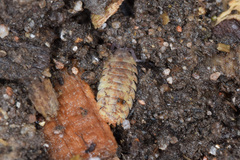 Porcellio scaber