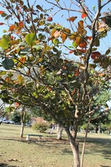 Terminalia catappa