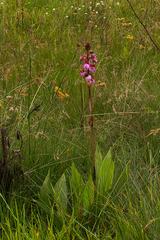 Eulophia latilabris image