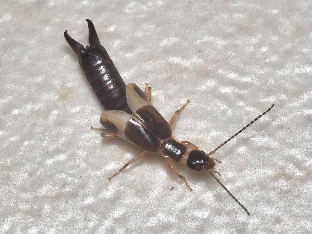 Euborellia femoralis