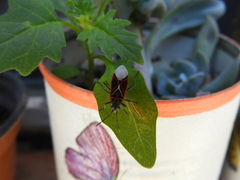 Anochrostomus formosus