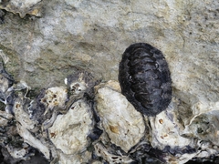 Acanthopleura