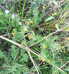 Scoparia montevidensis