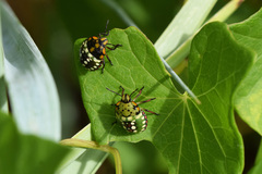 Nezara viridula