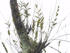 Dendrobium crumenatum