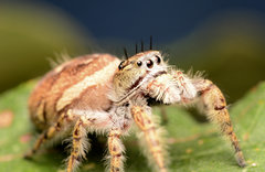 Phidippus putnami