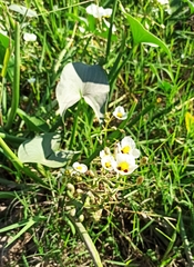 Sagittaria montevidensis