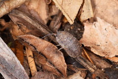 Porcellio scaber
