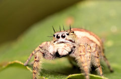 Phidippus putnami