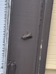 Tabanus novaescotiae