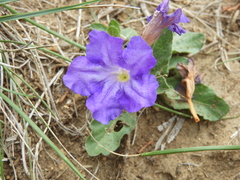 Ruellia lactea
