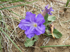 Ruellia lactea