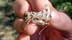 Dissosteira spurcata