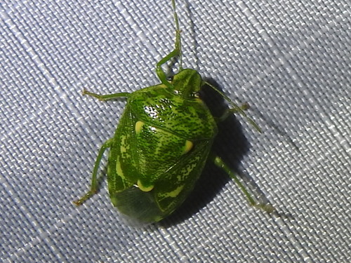 Photo of Juniper Stink Bug (Banasa euchlora)