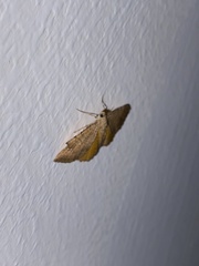 Camptogramma bilineata
