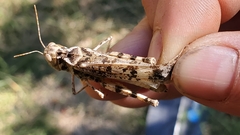 Dissosteira spurcata