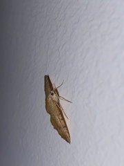 Camptogramma bilineata