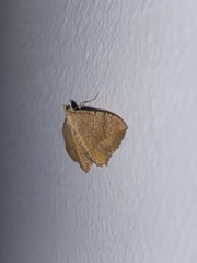 Camptogramma bilineata