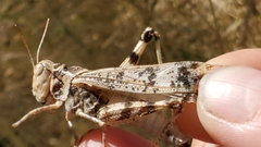 Dissosteira spurcata