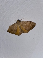 Camptogramma bilineata