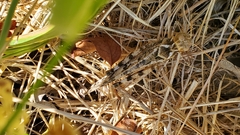 Dissosteira spurcata