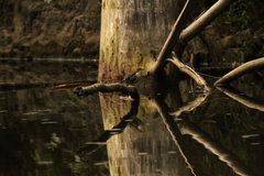 Cinclus cinclus aquaticus