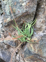 Plantago maritima juncoides
