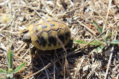 Testudo hermanni