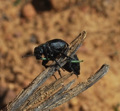 Meloe angulatus