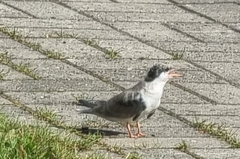 Sterna hirundo