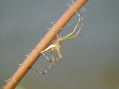 Oxyopes shweta